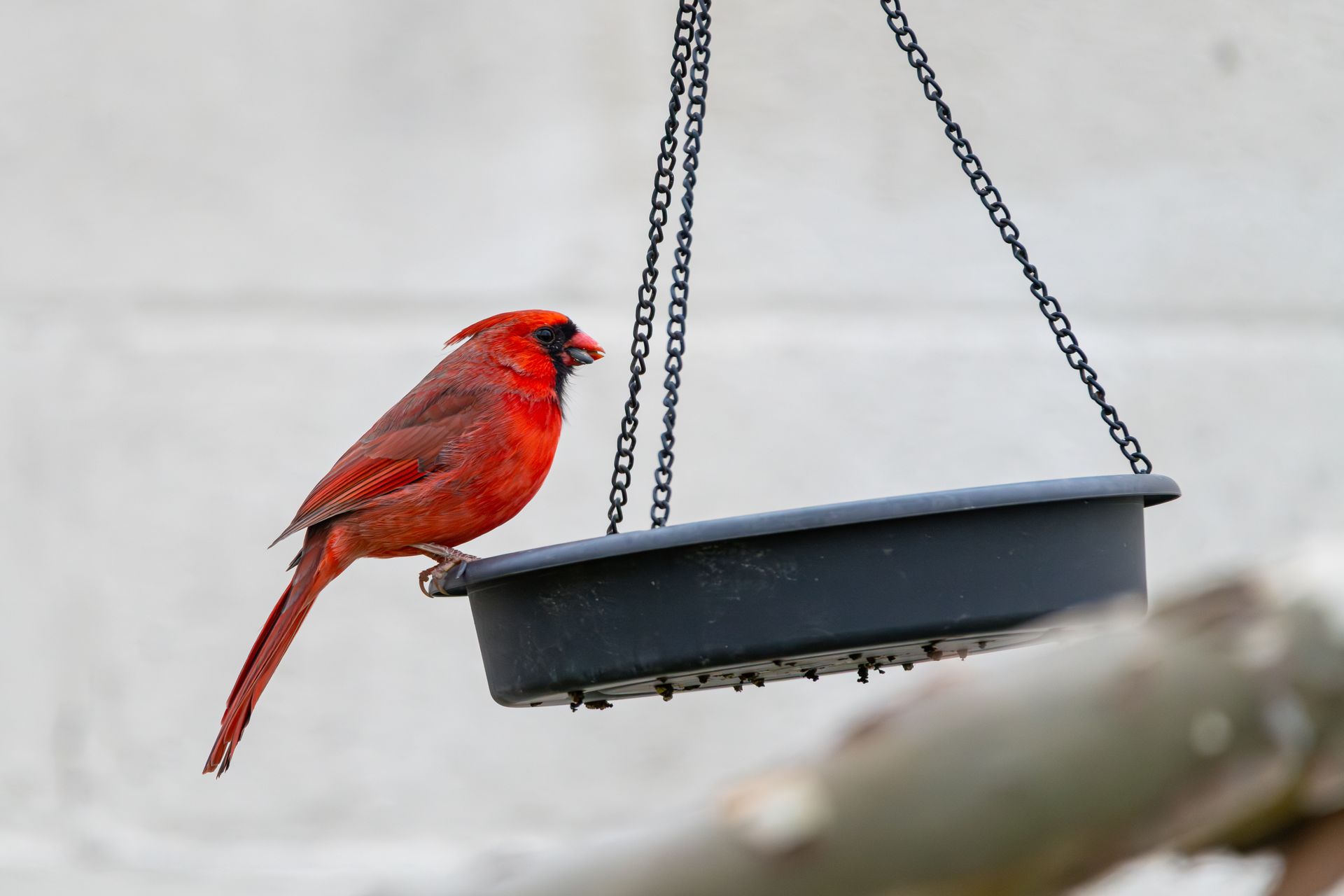 A red northern cardinal feeding at a hanging backyard bird feeder