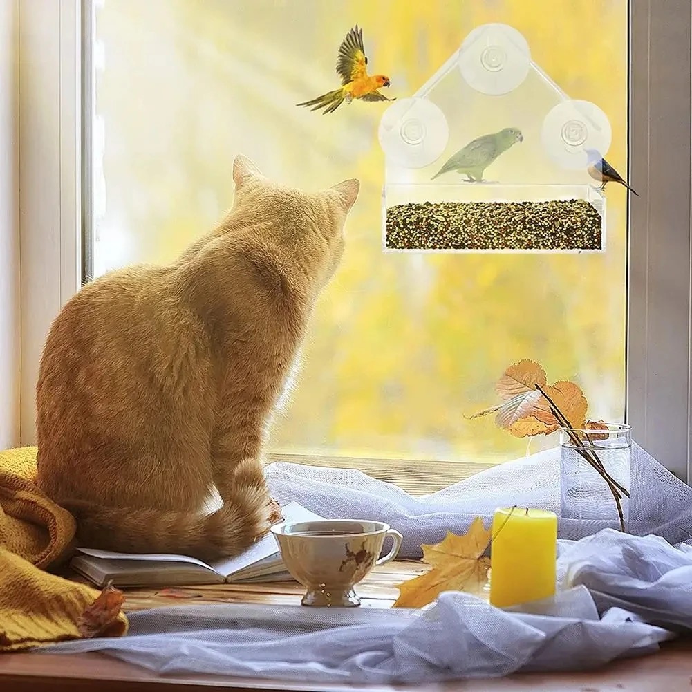 Clear House Suction Cup Bird Feeder for Windows 10 Watching a bird up close through a window bird feeder from indoors